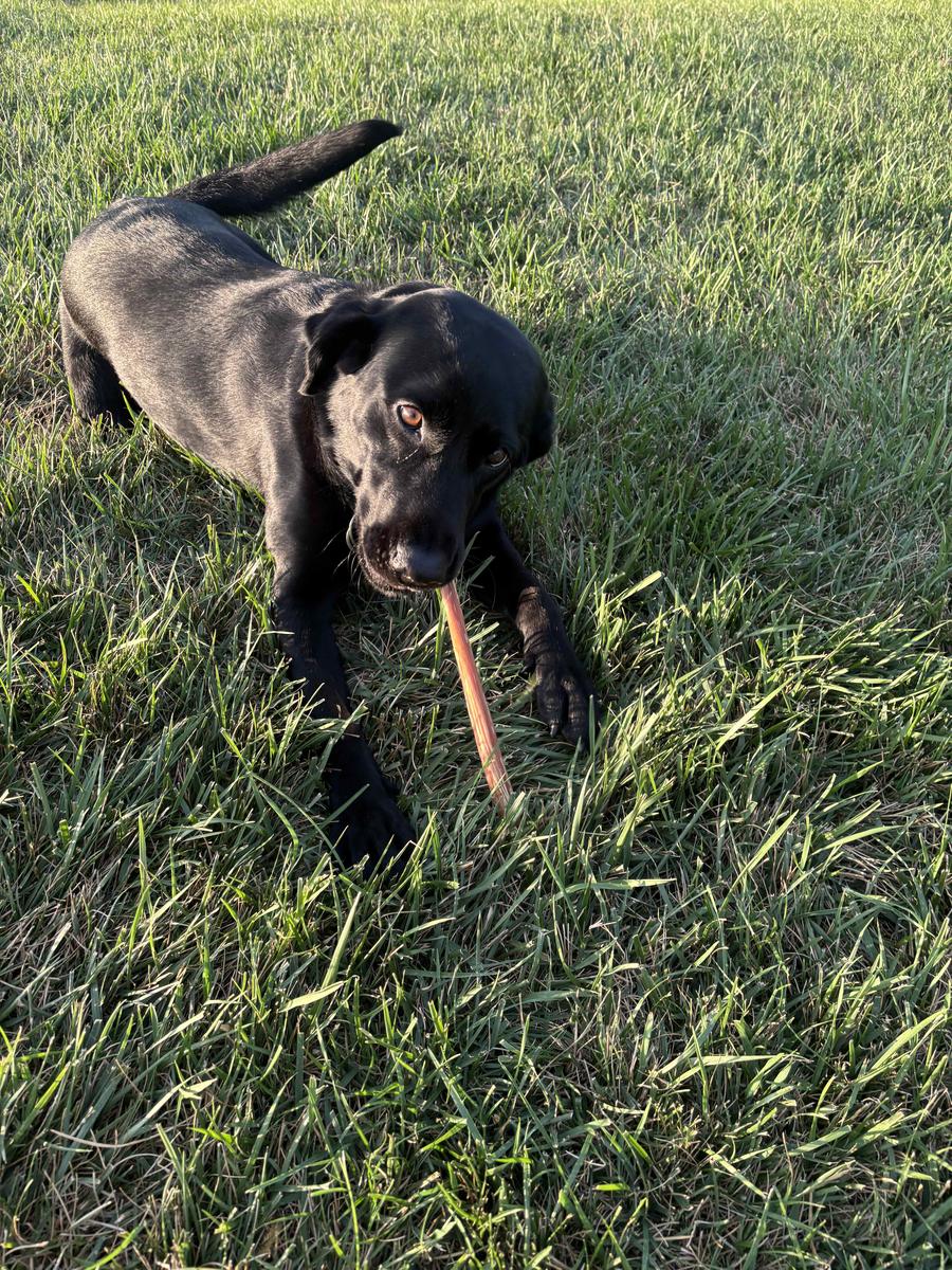 12-inch Bully Sticks (8oz./~5 Sticks)